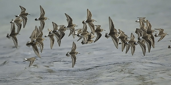 Valkoperäsirri, White-rumped Sandpiper, Calidris fuscicollis